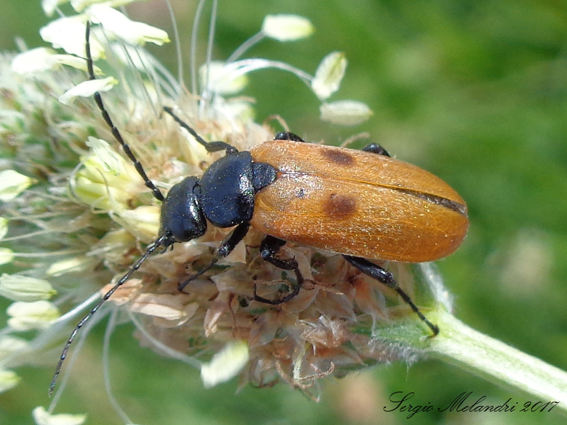 Meloidae - Euzonitis quadrimaculata